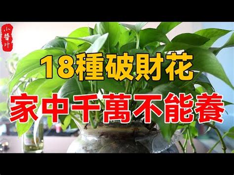 前陽台招財|前陽台招財植物：風水師密傳